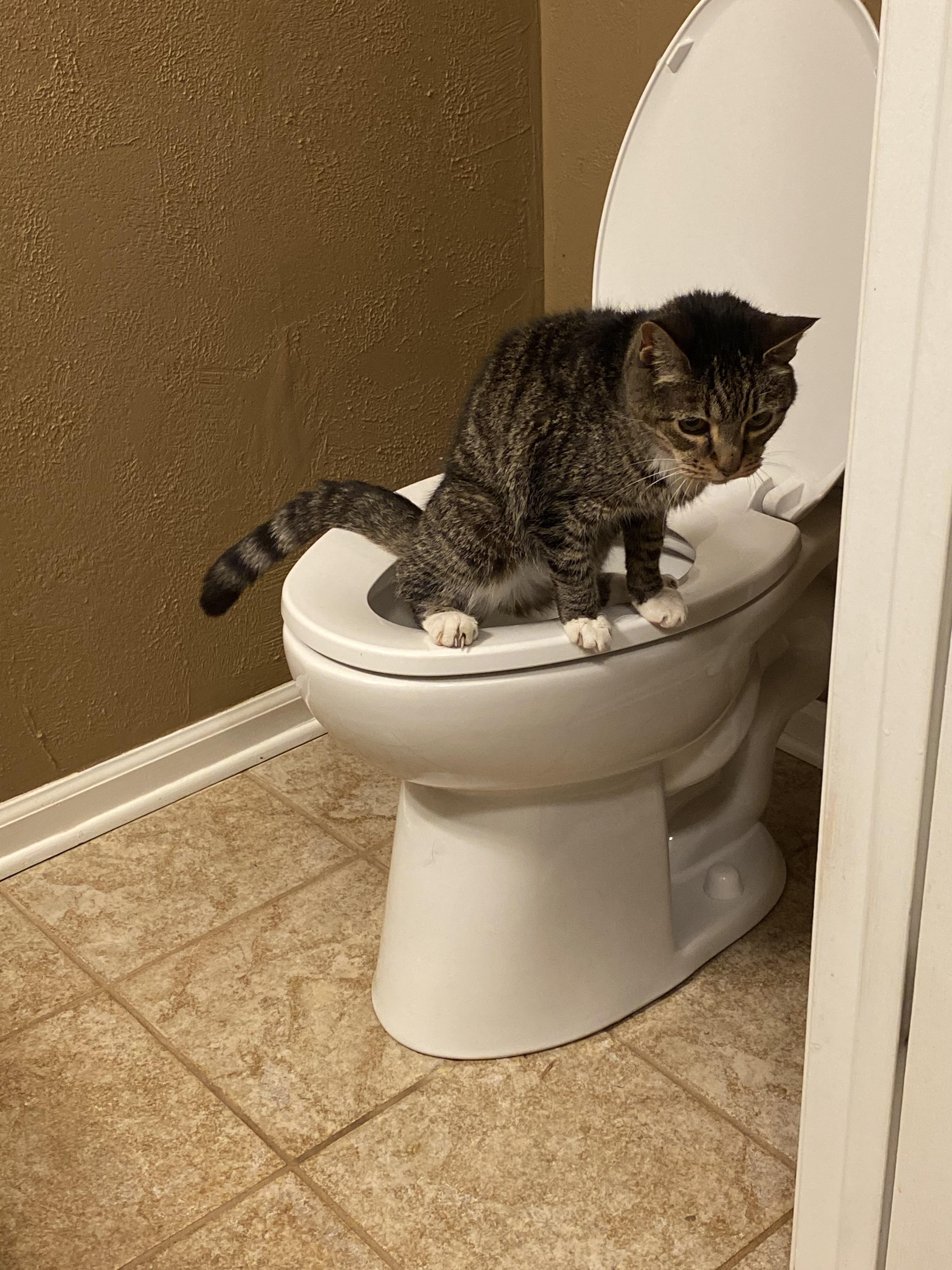 2. Min mamma smsade mig den här bilden och sa att hon 'fångade' min katt när hon gjorde detta.