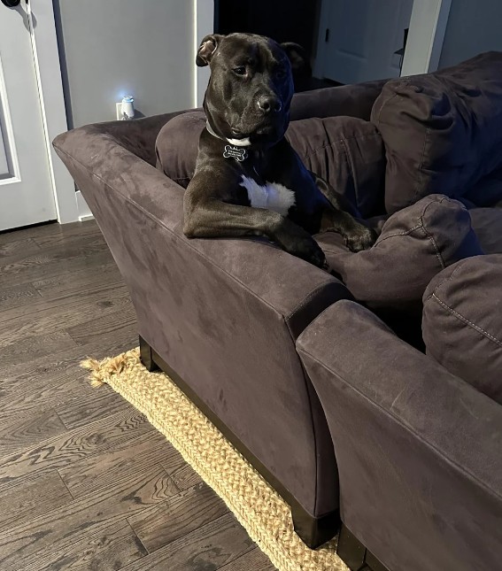 4. Min hund tror att han är en riktig man.