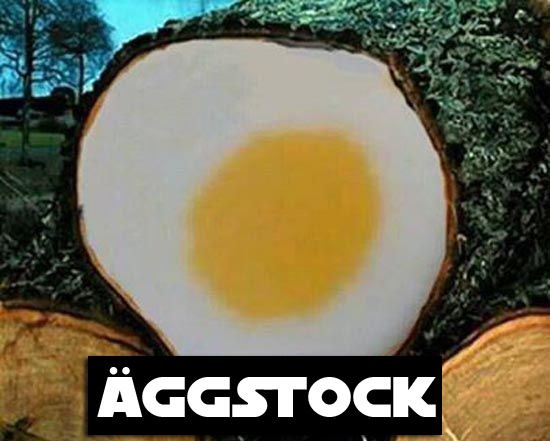 19. Äggstock