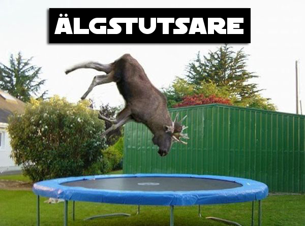 12. Älgstutsare