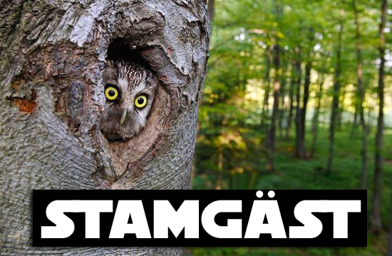 15. Stamgäst