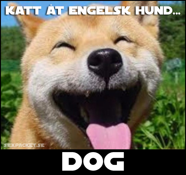 7. Katt åt engelsk hund...