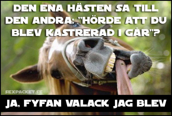 3. Den ena hästen sa till den andra - Hörde att du blev kastrerad i går