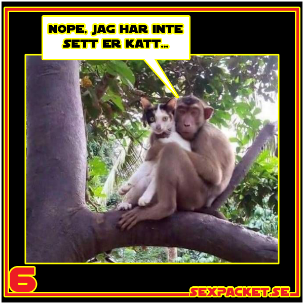 6. Nope, jag har inte sett er katt