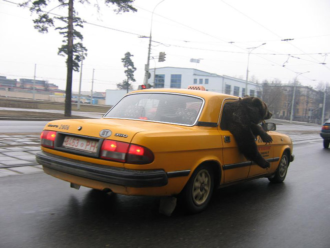 11. En björn åker taxi