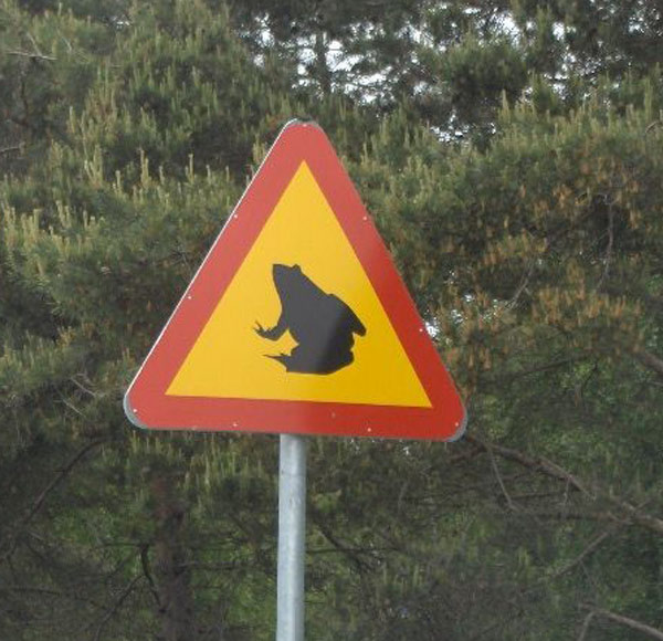 6. Akta er för grodorna