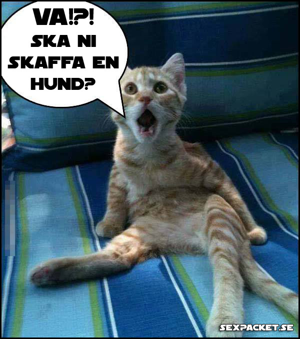 2. Va, ska ni skaffa en hund?