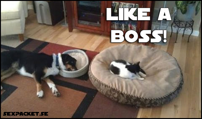 6. En katt som äger