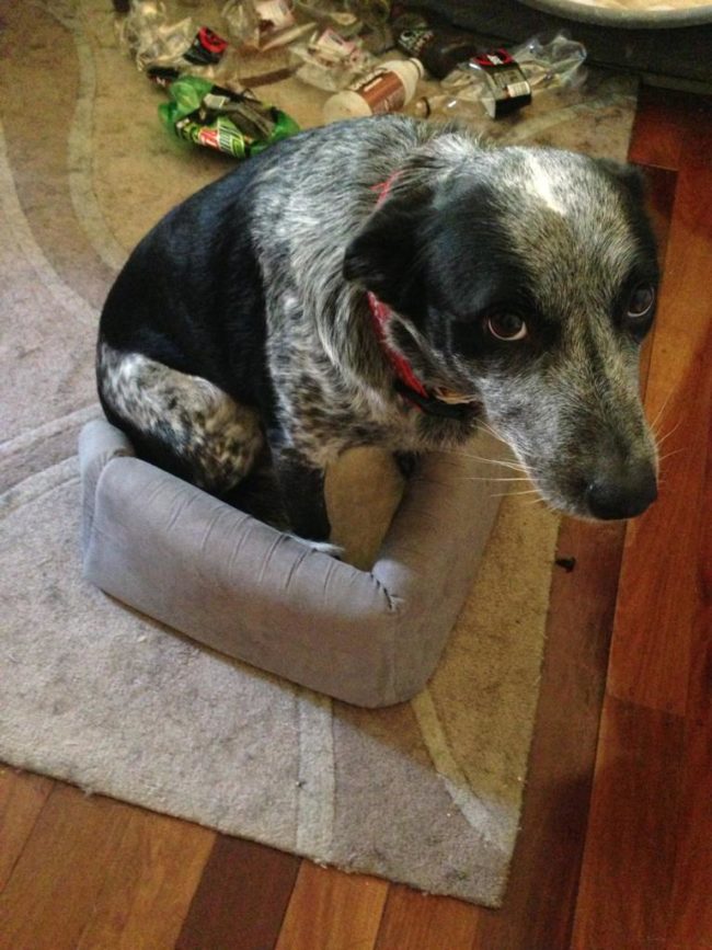 16. Den här hunden ser skamsen ut. Jag slår vad om att det är han som samlat alla flaskor i bakgrunden.