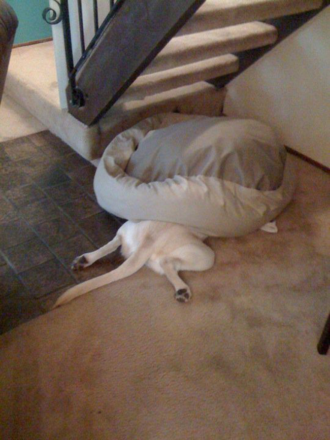 15. Det här ser ut att vara en hund som fryser.