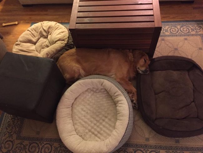 3. Stackars hund. Synd att hon inte har en enda säng att sova i.