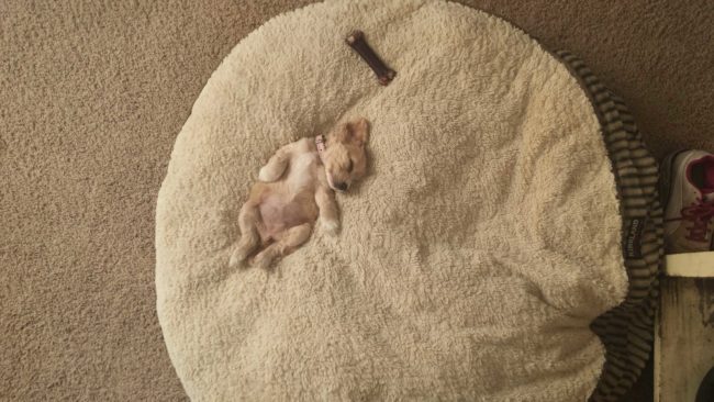 18. En liten söt hund i en stor säng.