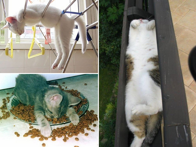10. Katter som somnat på lite olika platser