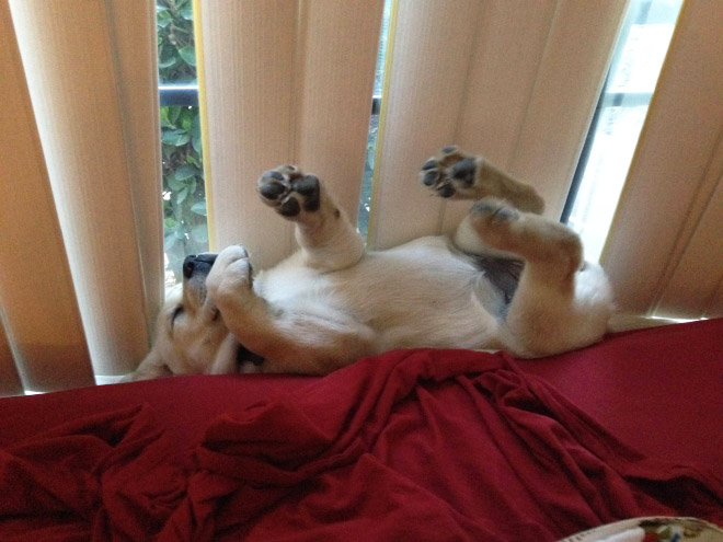 9. En hjälplös och trött hund