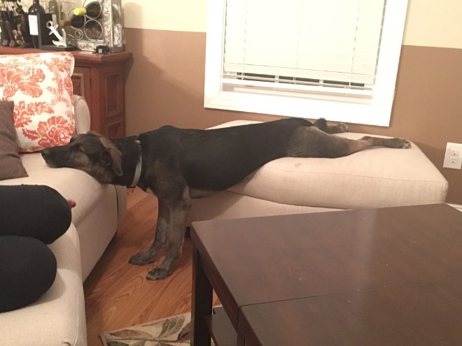 4. En hund som somnade i en ganska rolig ställning
