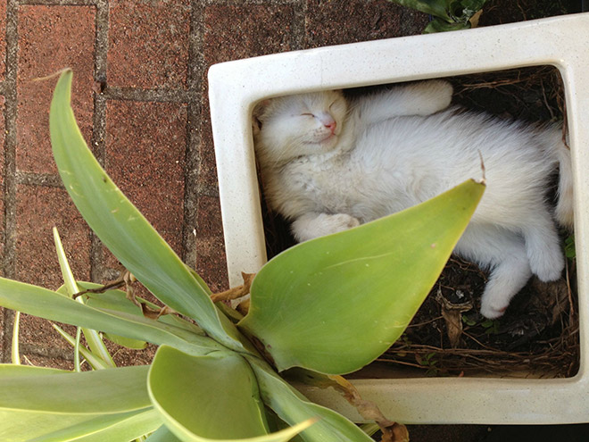 2. En katt som somnade i blomkrukan