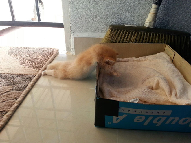 11. En katt som nästan orkade fram till sängen