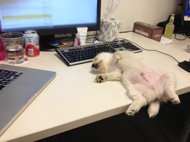 5. En liten hund som somnade vid datorn