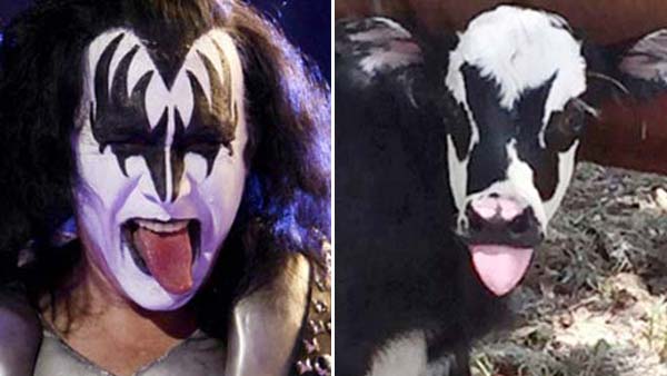 Den nyf&ouml;dda kalven g&ouml;r succ&eacute; p&aring; n&auml;tet - ser precis ut som Kiss-stj&auml;rnan