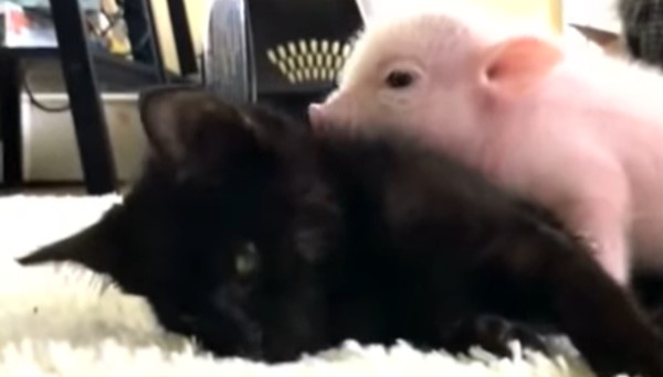 Den lilla kattungen är sjuk - se bara vad griskultingen gör då