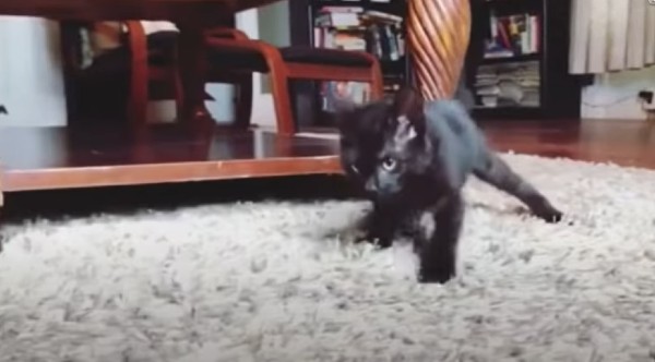 Den lilla kattungen är sjuk - se bara vad griskultingen gör då 1