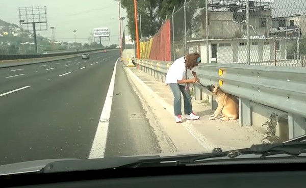 En livrädd hund ligger på motorvägen - kvinnan går då fram till hunden och gör något helt fantastiskt