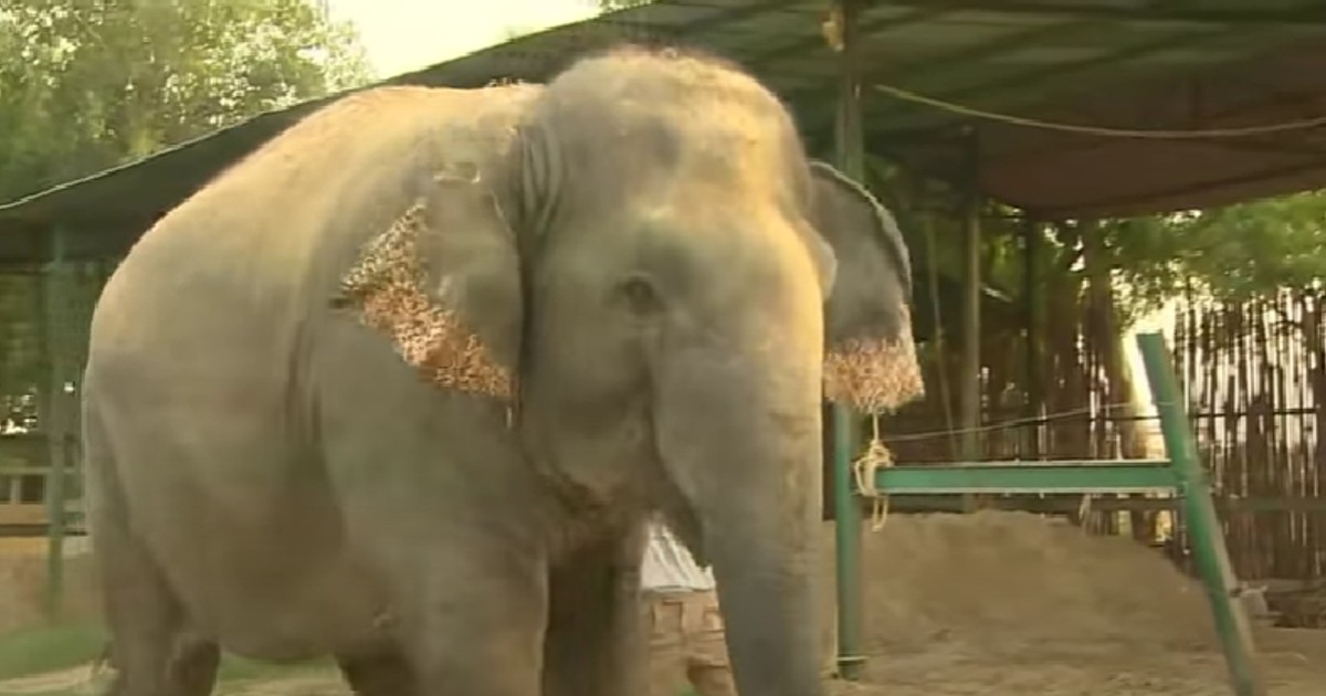 Efter 50 års djurplågeri räddades Elefanten - när han inser att han blivit befriad rinner tårarna på honom