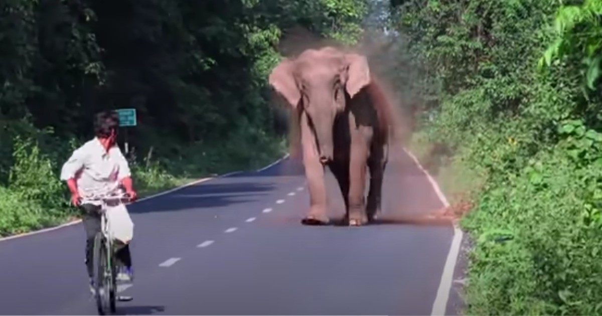 Elefanthonan jagar bort trafik från vägen - när vi ser anledningen förstår vi varför