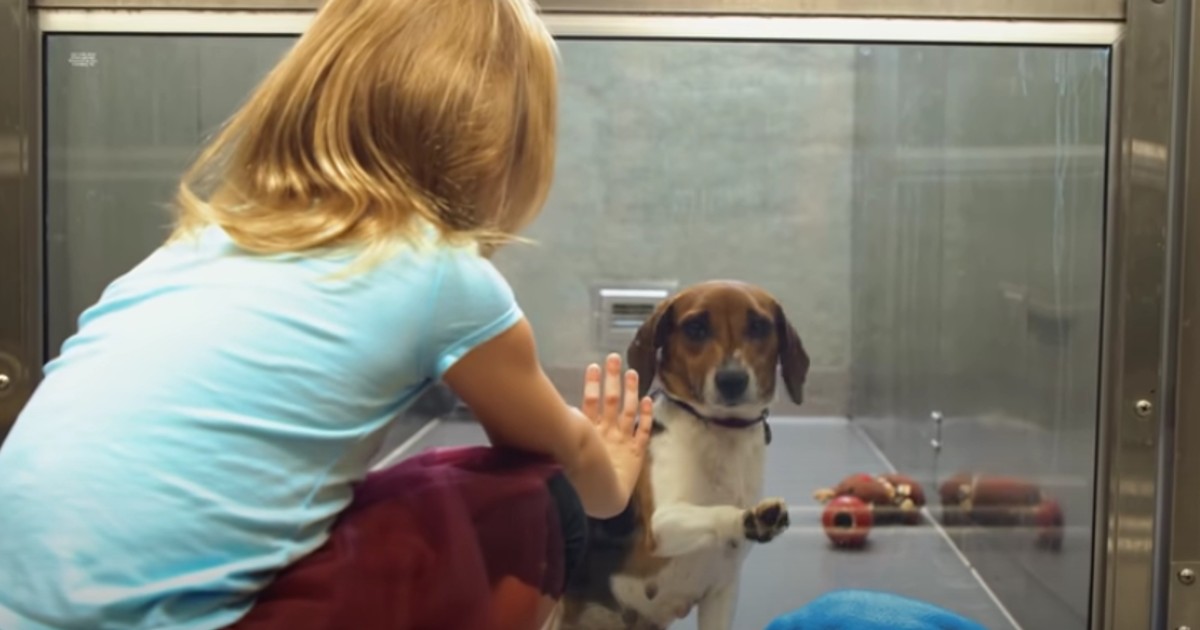 Flickan hälsar på den ensamma hunden - det som händer sen är oerhört gripande att se